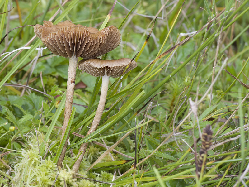 Phaeonematoloma myosotis